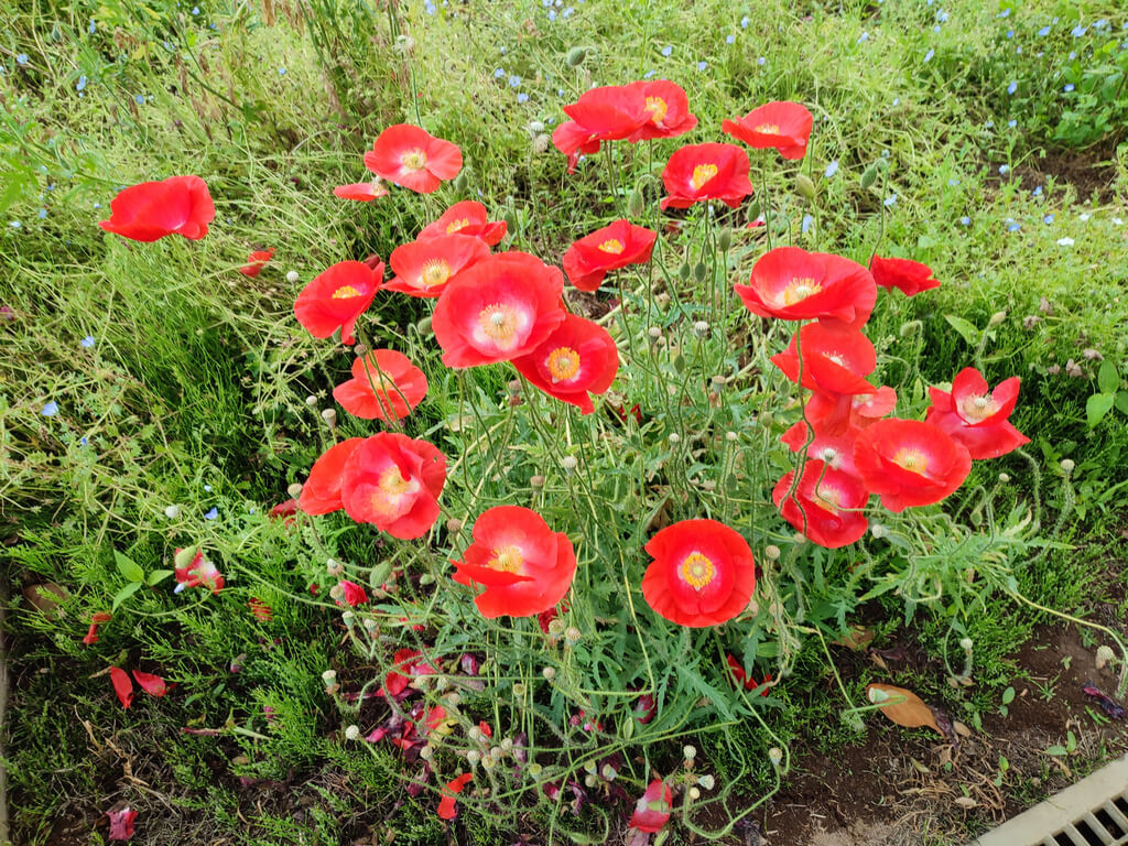 ヒナゲシ 花 白 (351 無料写真)