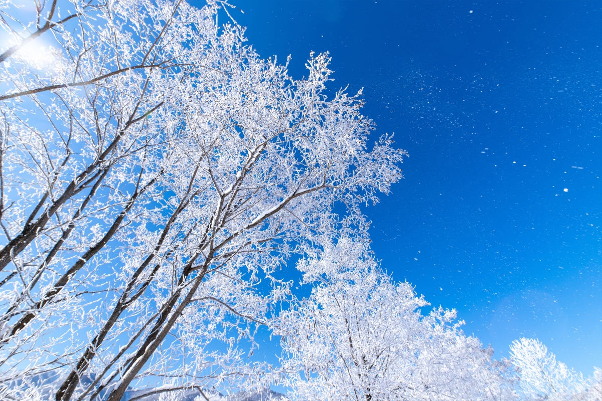 美しい雪景色